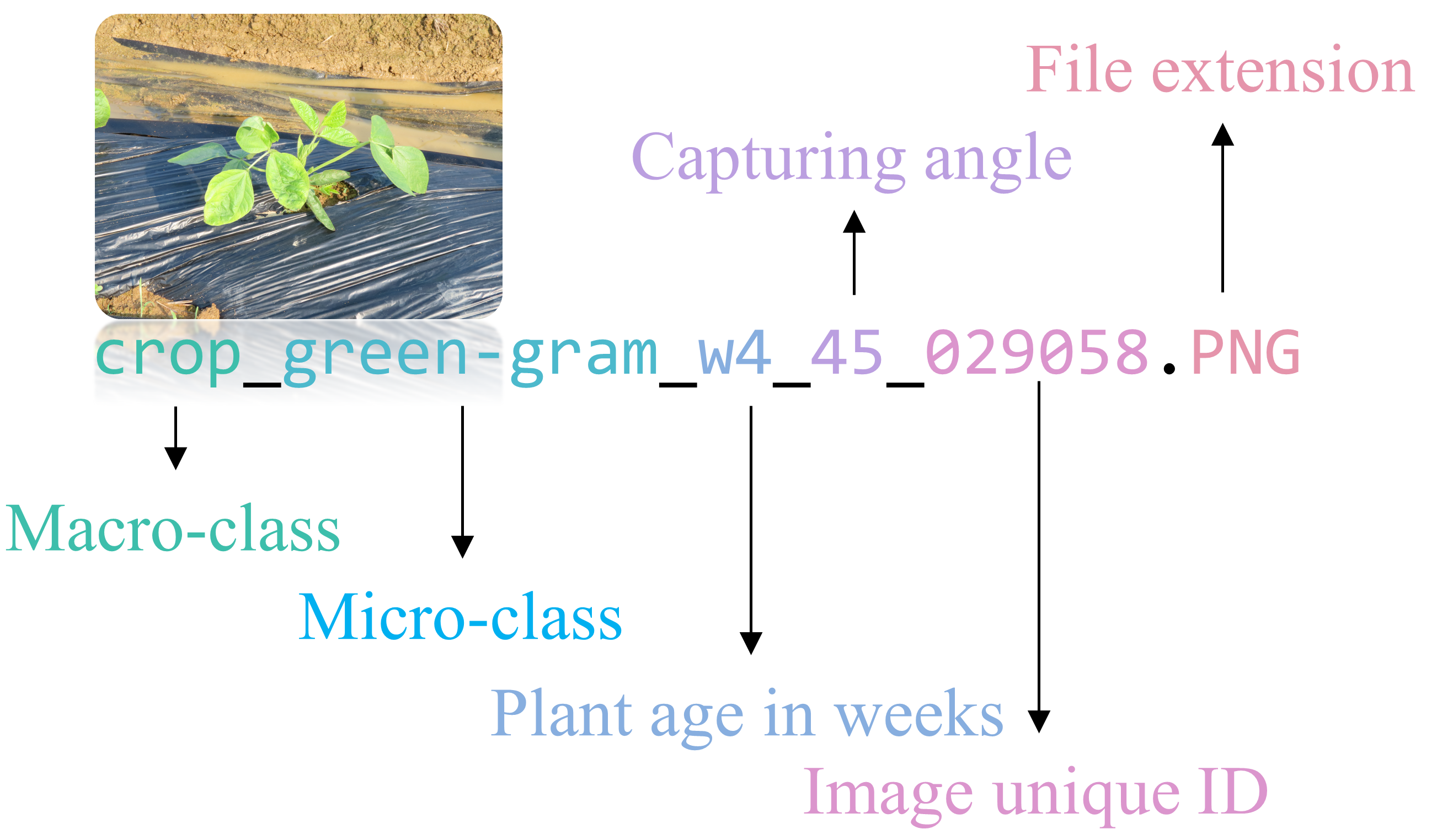 CWD30 Naming Convention Diagram
